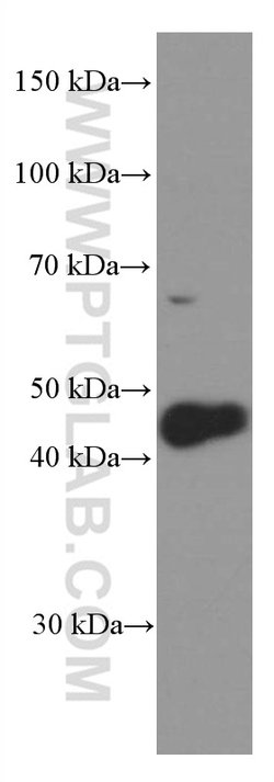 NFE2 Mouse anti-Human, Clone: 1D7C8, Proteintech:Antibodies:Primary Antibodies