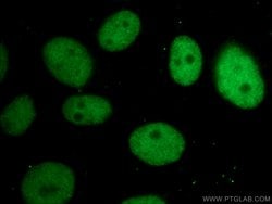 CBX3 Mouse anti-Human, Mouse, Clone: 1A5A3, Proteintech:Antibodies:Primary