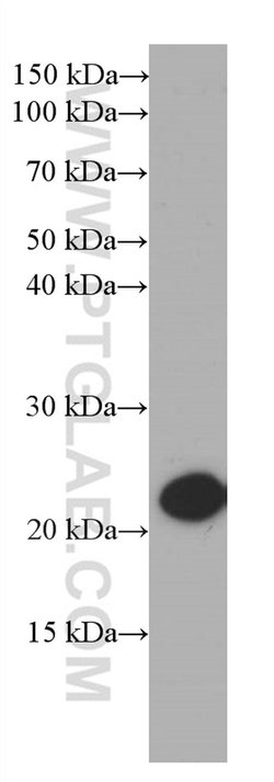 CBX3 Mouse anti-Human, Mouse, Clone: 1A5A3, Proteintech:Antibodies:Primary