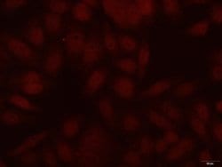 CBX3 Mouse anti-Human, Mouse, Clone: 1A5A3, Proteintech:Antibodies:Primary
