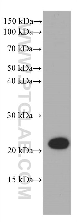 CBX3 Mouse anti-Human, Mouse, Clone: 1A5A3, Proteintech:Antibodies:Primary