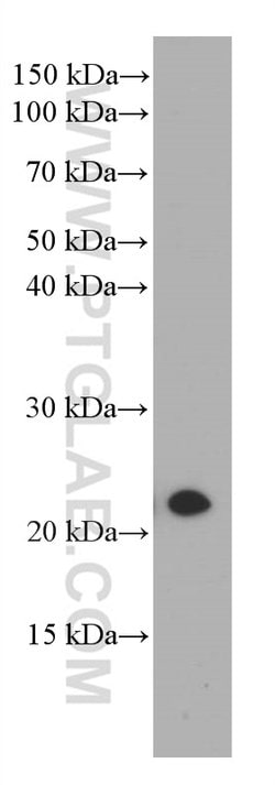 CBX3 Mouse anti-Human, Mouse, Clone: 1A5A3, Proteintech:Antibodies:Primary