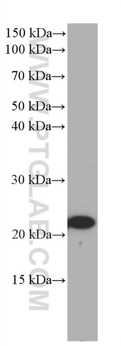 CBX3 Mouse anti-Human, Mouse, Clone: 1A5A3, Proteintech:Antibodies:Primary