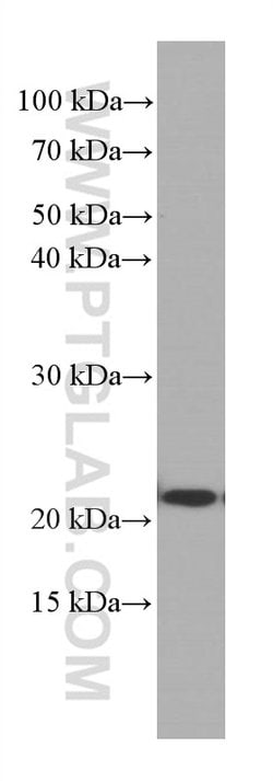 CBX3 Mouse anti-Human, Mouse, Clone: 1A5A3, Proteintech:Antibodies:Primary