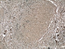HVCN1 Mouse anti-Human, Clone: 1E4C4, Proteintech 150 &mu;L | Buy Online | Proteintech Group Inc | Fisher Scientific