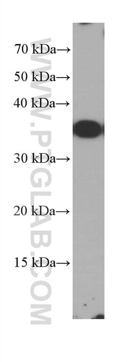 HVCN1 Mouse anti-Human, Clone: 1E4C4, Proteintech 150 &mu;L | Buy Online | Proteintech Group Inc | Fisher Scientific
