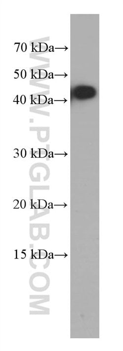 HVCN1 Mouse anti-Human, Clone: 1E4C4, Proteintech 150 &mu;L | Buy Online | Proteintech Group Inc | Fisher Scientific