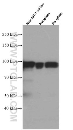 STAT5A Mouse anti-Human, Mouse, Porcine, Rat, Clone: 1F10F6, Proteintech 150 &mu;L | Buy Online | Proteintech Group Inc | Fisher Scientific