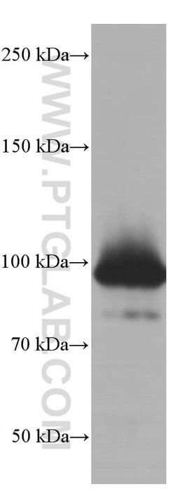 STAT5A Mouse anti-Human, Mouse, Porcine, Rat, Clone: 1F10F6, Proteintech 150 &mu;L | Buy Online | Proteintech Group Inc | Fisher Scientific