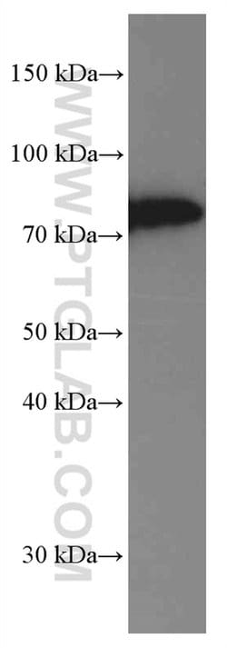 SLP76 Mouse anti-Human, Clone: 4H10B1, Proteintech 150 &mu;L; Unconjugated:Antibodies,