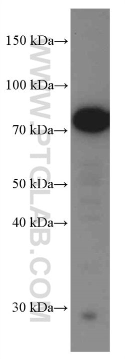 SLP76 Mouse anti-Human, Clone: 4H10B1, Proteintech 150 &mu;L; Unconjugated:Antibodies,