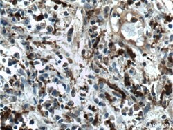 PSAP Mouse anti-Human, Clone: 2F11B2, Proteintech 150 &mu;L; Unconjugated:Antibodies,