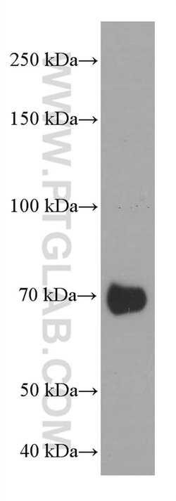 PSAP Mouse anti-Human, Clone: 2F11B2, Proteintech 150 &mu;L; Unconjugated:Antibodies,