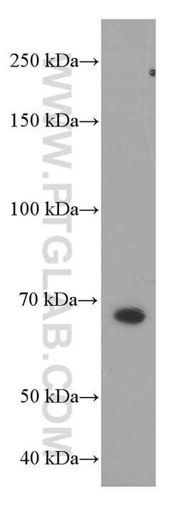 PSAP Mouse anti-Human, Clone: 2F11B2, Proteintech 150 &mu;L; Unconjugated:Antibodies,