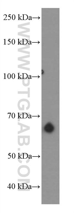PSAP Mouse anti-Human, Clone: 2F11B2, Proteintech 150 &mu;L; Unconjugated:Antibodies,