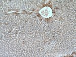 Thumbnail_Hemopexin Mouse anti-Human, Porcine, Rat, Clone: 3A9D6, Proteintech 150