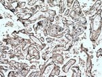 Thumbnail_Hemopexin Mouse anti-Human, Porcine, Rat, Clone: 3A9D6, Proteintech 150
