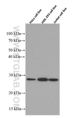 RhoGDI Mouse anti-Human, Mouse, Rat, Clone: 1B1G9, Proteintech:Antibodies:Primary
