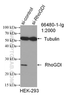 RhoGDI Mouse anti-Human, Mouse, Rat, Clone: 1B1G9, Proteintech:Antibodies:Primary