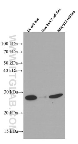 RhoGDI Mouse anti-Human, Mouse, Rat, Clone: 1B1G9, Proteintech:Antibodies:Primary