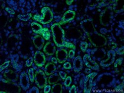PCCB Mouse anti-Human, Mouse, Porcine, Rat, Clone: 1A9A5, Proteintech:Antibodies:Primary