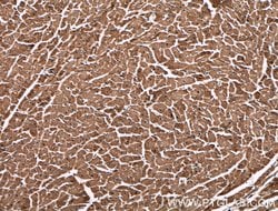 PCCB Mouse anti-Human, Mouse, Porcine, Rat, Clone: 1A9A5, Proteintech:Antibodies:Primary