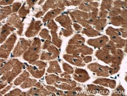 PCCB Mouse anti-Human, Mouse, Porcine, Rat, Clone: 1A9A5, Proteintech:Antibodies:Primary
