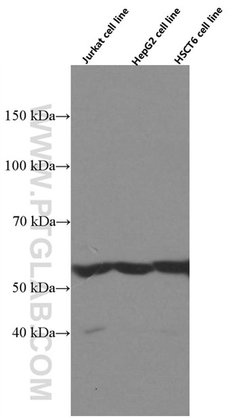 PCCB Mouse anti-Human, Mouse, Porcine, Rat, Clone: 1A9A5, Proteintech:Antibodies:Primary