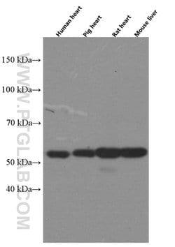 PCCB Mouse anti-Human, Mouse, Porcine, Rat, Clone: 1A9A5, Proteintech:Antibodies:Primary