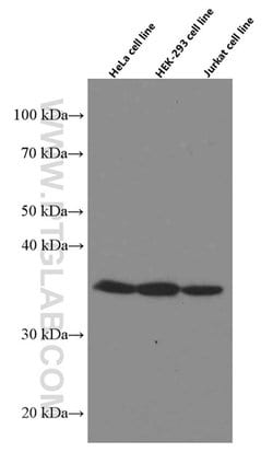 MDH1 Mouse anti-Human, Mouse, Clone: 1F9A2, Proteintech 150 &mu;L; Unconjugated:Antibodies,