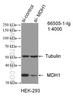 MDH1 Mouse anti-Human, Mouse, Clone: 1F9A2, Proteintech 150 &mu;L; Unconjugated:Antibodies,