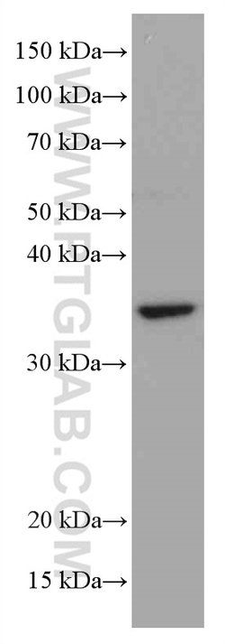 MDH1 Mouse anti-Human, Mouse, Clone: 1F9A2, Proteintech 150 &mu;L; Unconjugated:Antibodies,