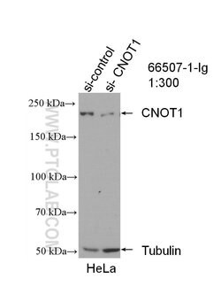 CNOT1 Mouse anti-Human, Clone: 1A10A11, Proteintech 150 &mu;L; Unconjugated:Antibodies,