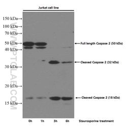 Caspase 2 Mouse anti-Human, Clone: 2G4C2, Proteintech 150 &mu;L | Buy Online | Proteintech Group Inc | Fisher Scientific
