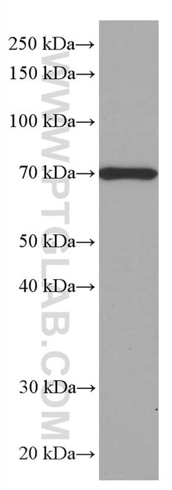 SIAE Mouse anti-Human, Mouse, Porcine, Rat, Clone: 1G5F7, Proteintech 150