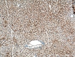 TIP47 Mouse anti-Human, Clone: 4C11B1, Proteintech 150 &mu;L | Buy Online | Proteintech Group Inc | Fisher Scientific