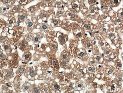 TIP47 Mouse anti-Human, Clone: 4C11B1, Proteintech 150 &mu;L | Buy Online | Proteintech Group Inc | Fisher Scientific