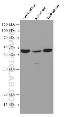 TIP47 Mouse anti-Human, Clone: 4C11B1, Proteintech 150 &mu;L | Buy Online | Proteintech Group Inc | Fisher Scientific