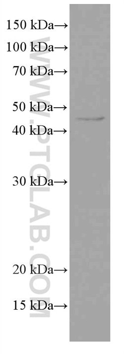 TIP47 Mouse anti-Human, Clone: 4C11B1, Proteintech 150 &mu;L | Buy Online | Proteintech Group Inc | Fisher Scientific