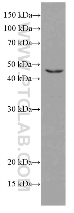 TIP47 Mouse anti-Human, Clone: 4C11B1, Proteintech 150 &mu;L | Buy Online | Proteintech Group Inc | Fisher Scientific