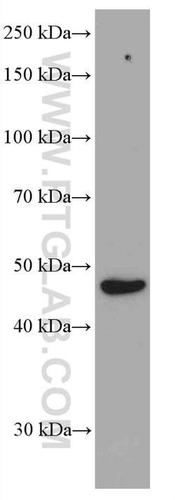 TIP47 Mouse anti-Human, Clone: 4C11B1, Proteintech 150 &mu;L | Buy Online | Proteintech Group Inc | Fisher Scientific
