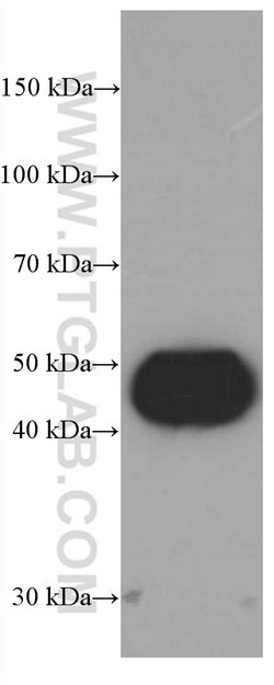 Cathepsin D Mouse anti-Human, Clone: 2F6F7, Proteintech:Antibodies:Primary