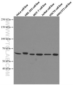AMPK alpha Mouse anti-Human, Mouse, Rat, Clone: 1H8E1, Proteintech:Antibodies:Primary