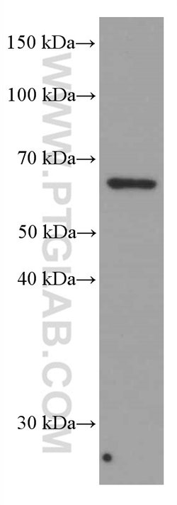 AMPK alpha Mouse anti-Human, Mouse, Rat, Clone: 1H8E1, Proteintech:Antibodies:Primary