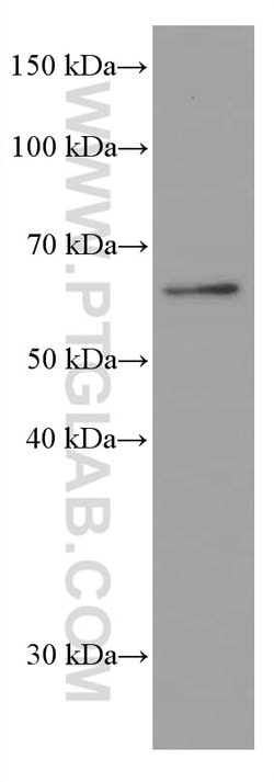Proteintech AMPK alpha Mouse anti-Human, Mouse, Rat, Clone: 1H8E1, Proteintech