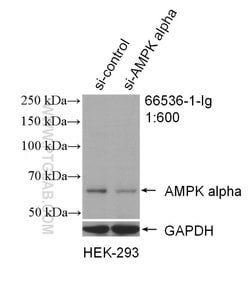 AMPK alpha Mouse anti-Human, Mouse, Rat, Clone: 1H8E1, Proteintech:Antibodies:Primary