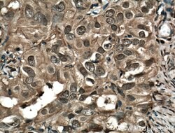 STAT1 Mouse anti-Human, Mouse, Rat, Clone: 1F7C6, Proteintech 20 &mu;L;