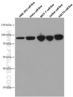 STAT1 Mouse anti-Human, Mouse, Rat, Clone: 1F7C6, Proteintech 20 &mu;L;