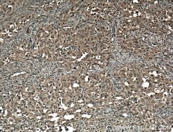 STAT1 Mouse anti-Human, Mouse, Rat, Clone: 1F7C6, Proteintech 20 &mu;L;