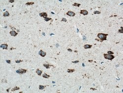 ARC Mouse anti-Human, Mouse, Porcine, Rat, Clone: 1G4B5, Proteintech 150